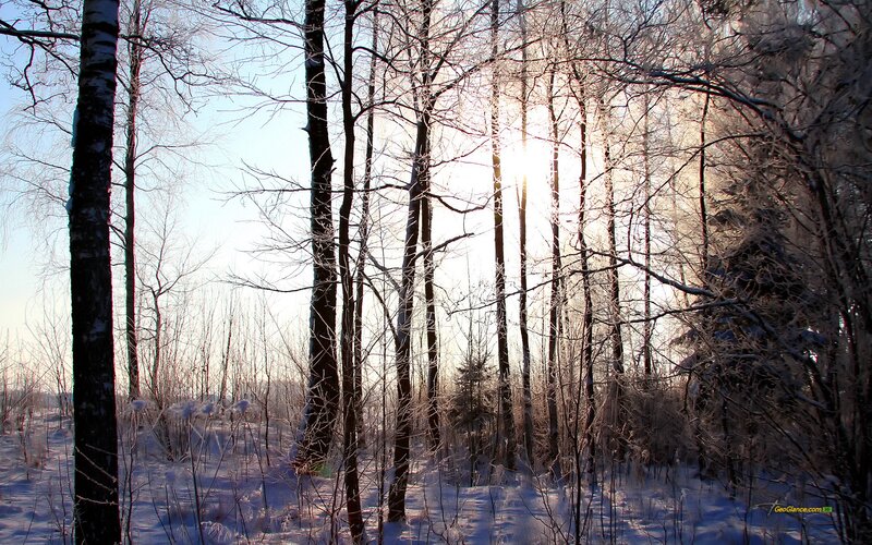 Frost-covered Trees in Forest — White, Serene, Winter, Photograph, Sunlight