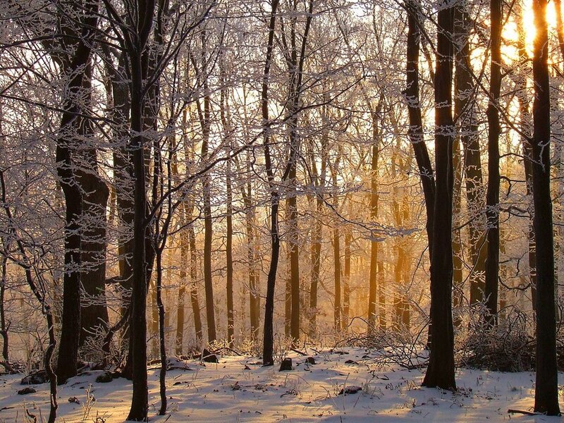 Frost-covered Trees in Forest — White