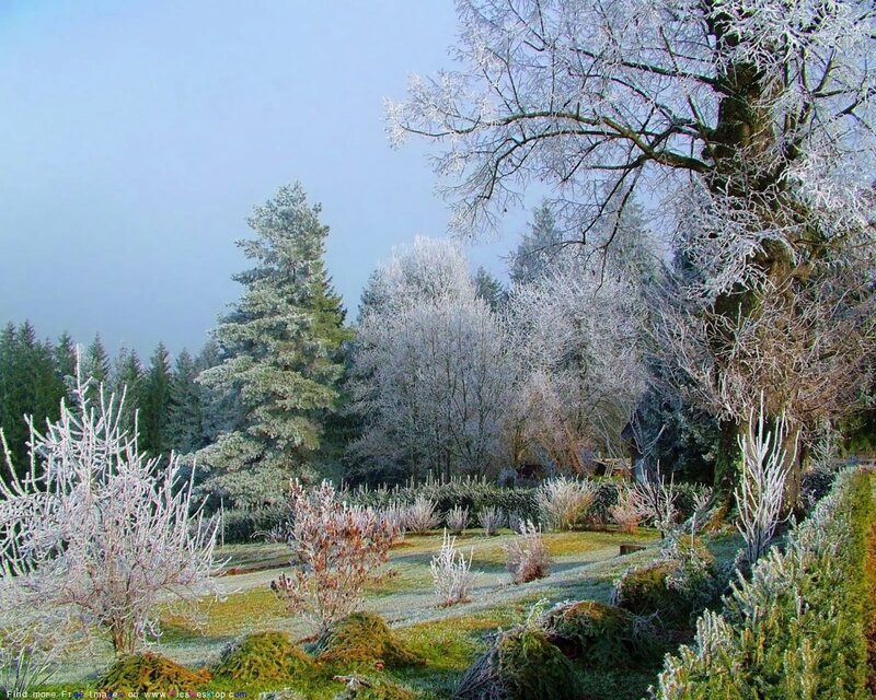Frost-covered Trees in Garden