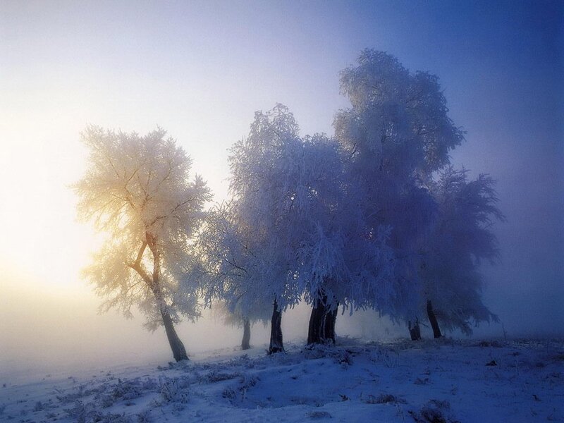 Frost-covered trees in morning mist