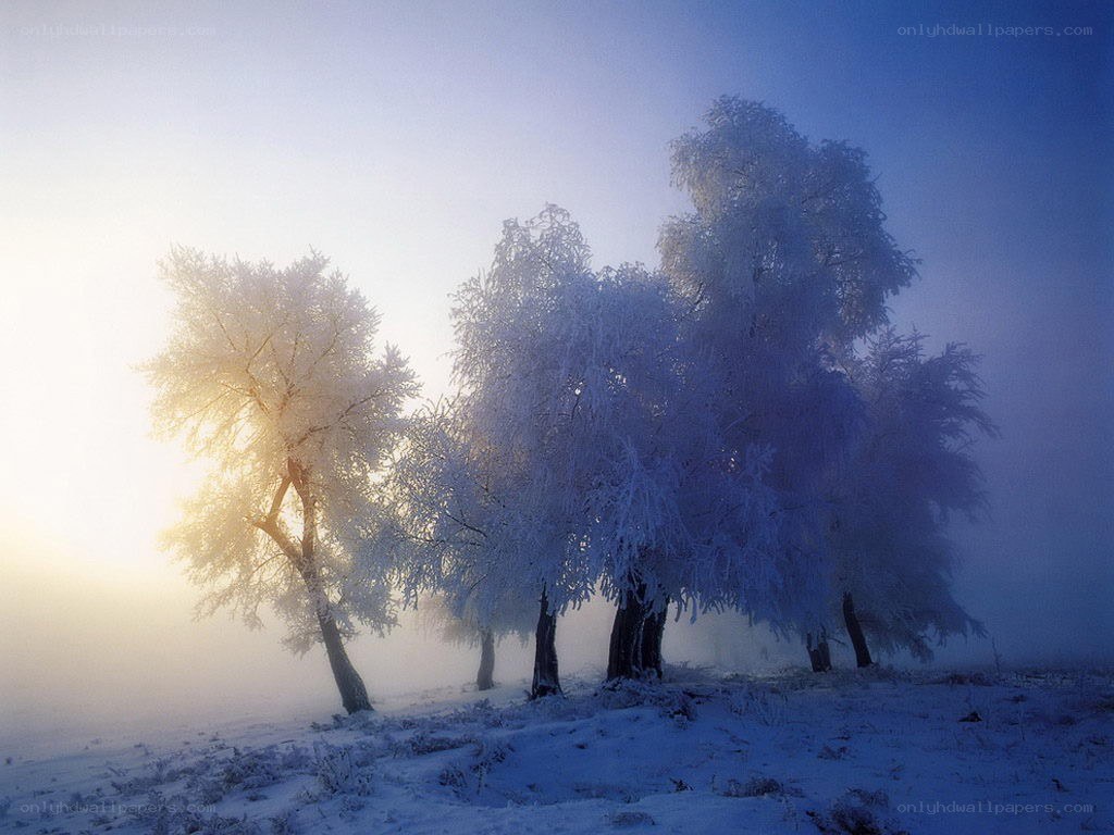 Frost-covered trees in morning mist