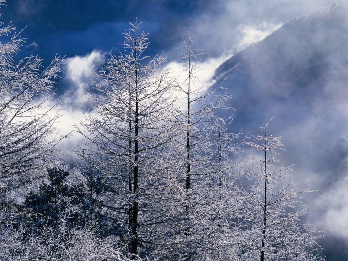 Frost-covered trees in mountain mist