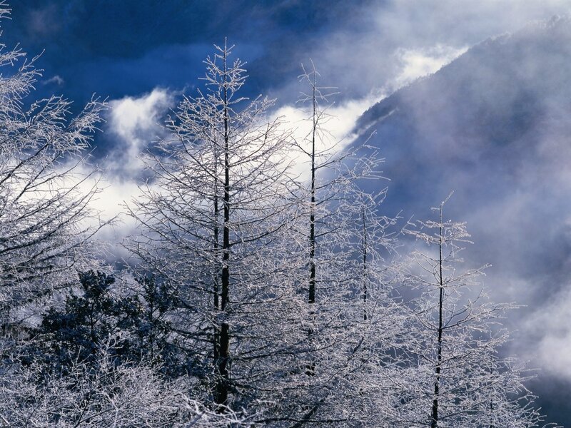 Frost-covered trees in mountain mist