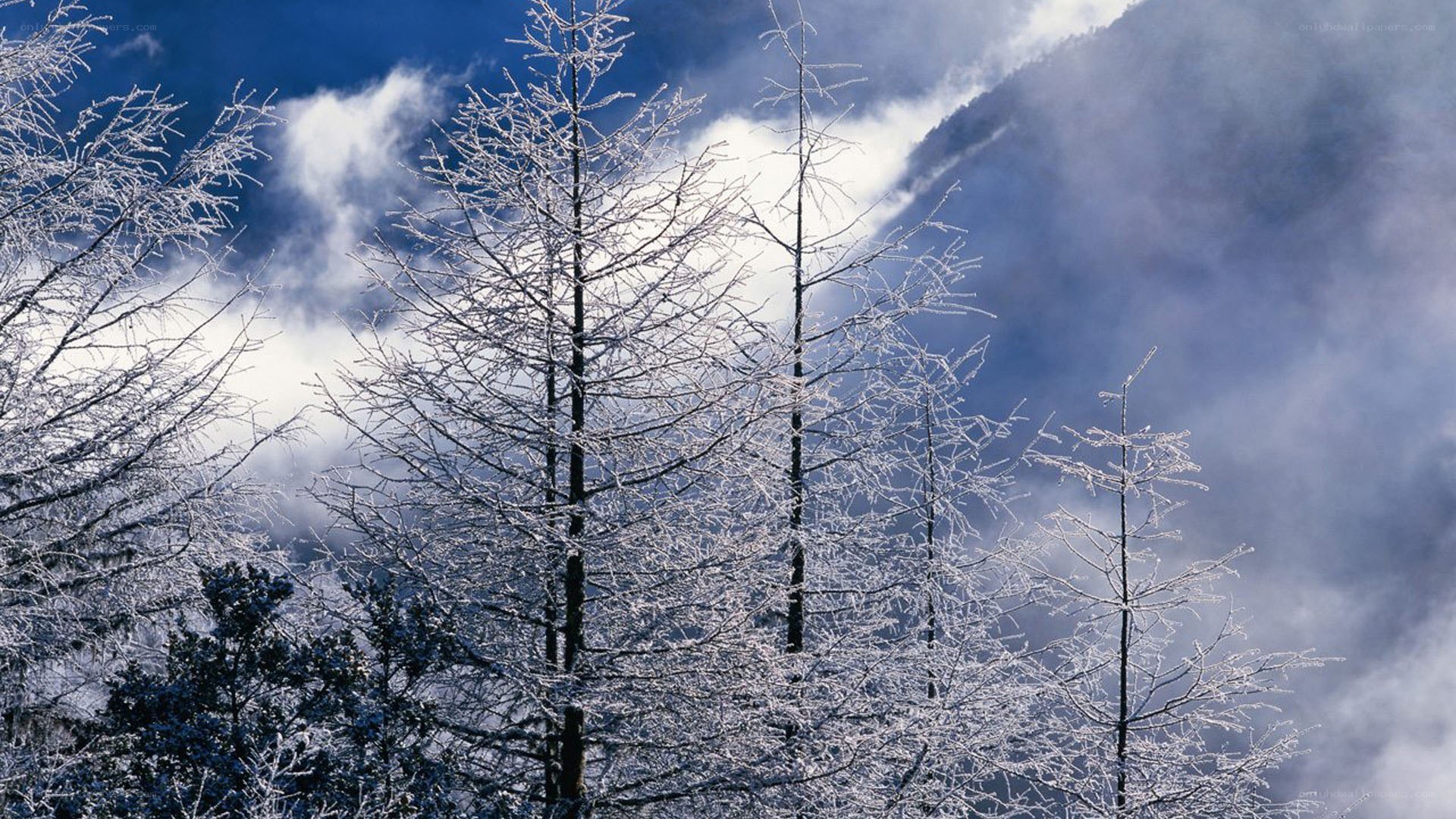 frost-covered trees in mountain mist