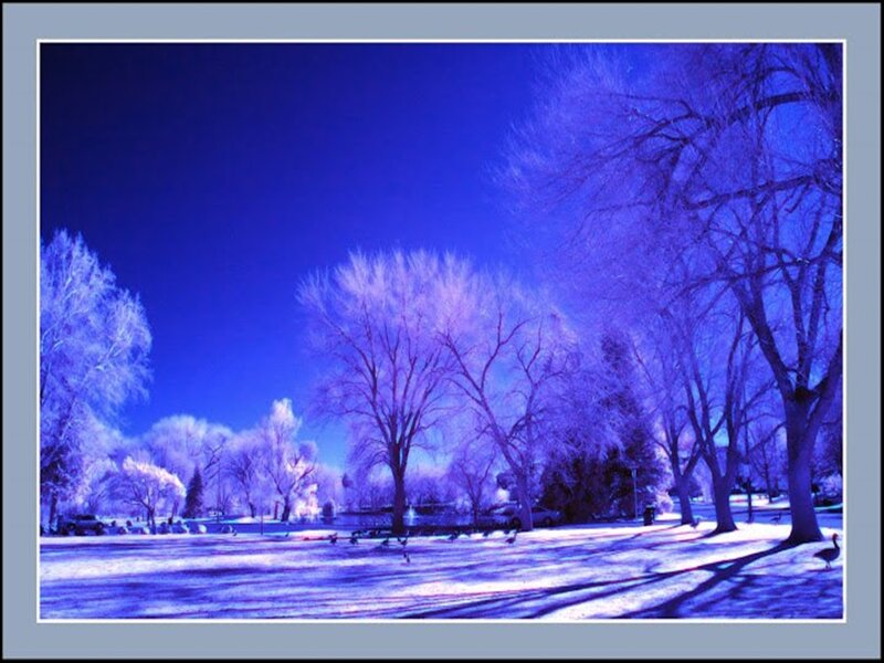 Frost-covered Trees in Park — Blue