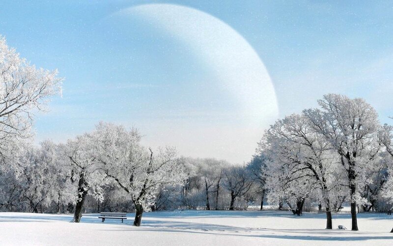 Frost-covered Trees in Park