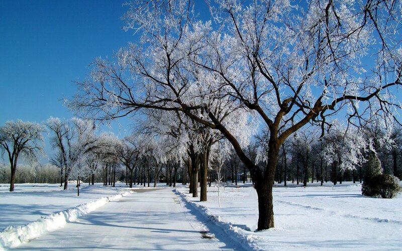 Frost-covered Trees in Park — White, Serene
