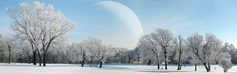 Frost-covered Trees in Park — White, Serene, Winter