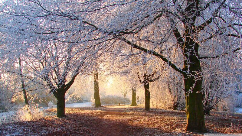 Frost-covered Trees in Park — White