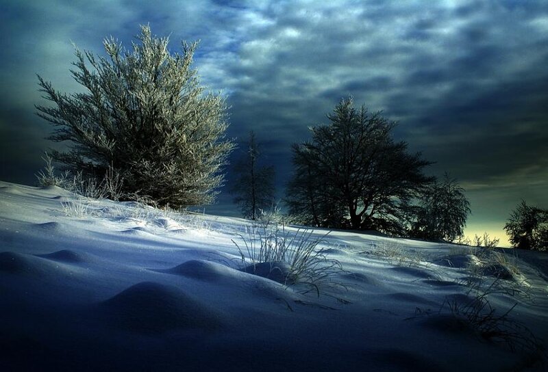 Frost-covered Trees in Snow — Blue, Dramatic