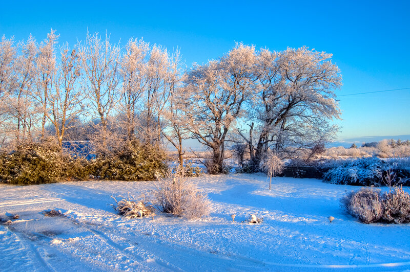 Frost-covered Trees in Snow — Blue, Serene, Winter, Photograph, Bushes