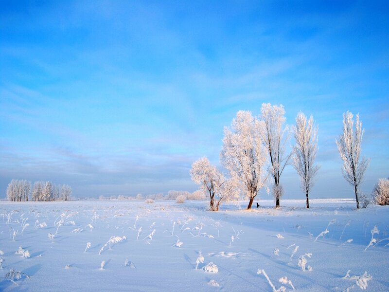 Frost-covered Trees in Snow — Blue, Serene, Winter, Photograph
