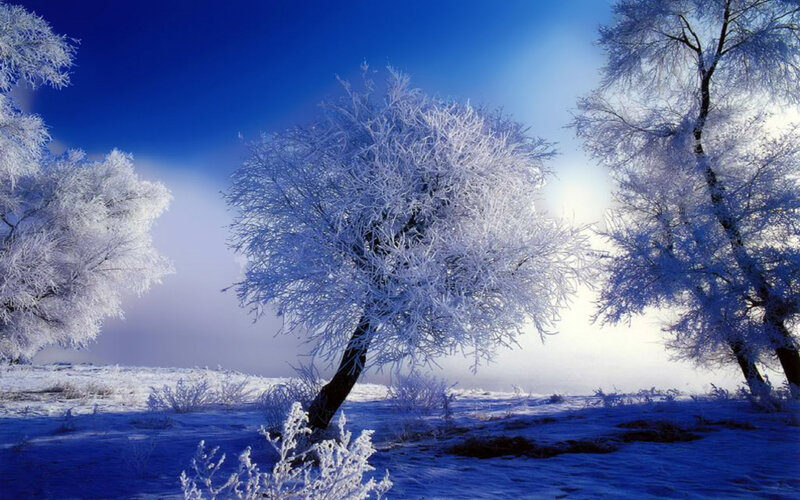 Frost-covered Trees in Snow — Blue, Serene, Winter