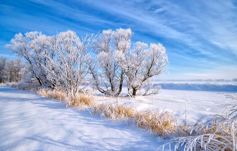 Frost-covered Trees in Snow — Blue