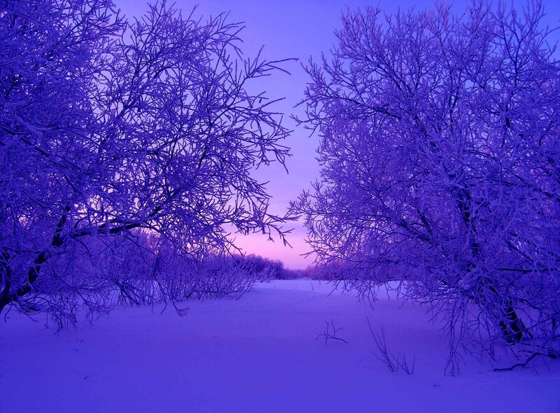 Frost-covered Trees in Snow — Purple