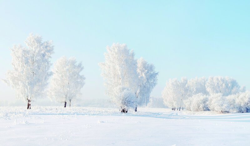 Frost-covered Trees in Snow — Serene, Blue