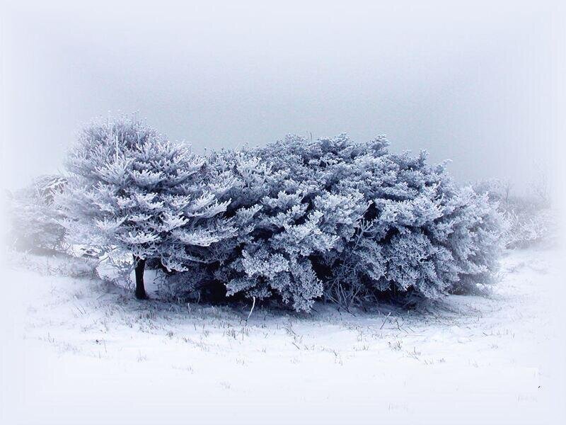 frost-covered trees in snow