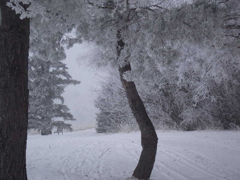 Frost-covered Trees in Snow — White, Cold