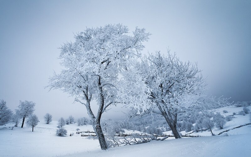 Frost-covered Trees in Snow — White, Cold, Winter, Photograph