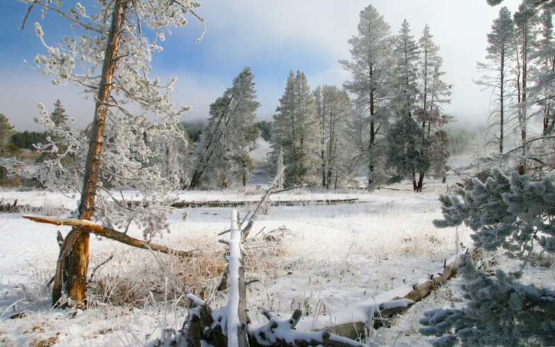 Frost-covered Trees in Snow — White, Cold, Winter