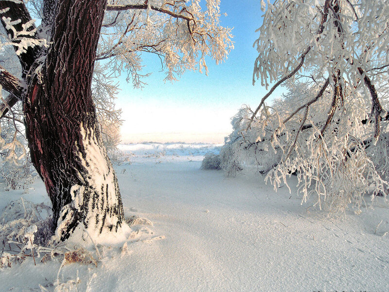 Frost-covered Trees in Snow — White, Serene