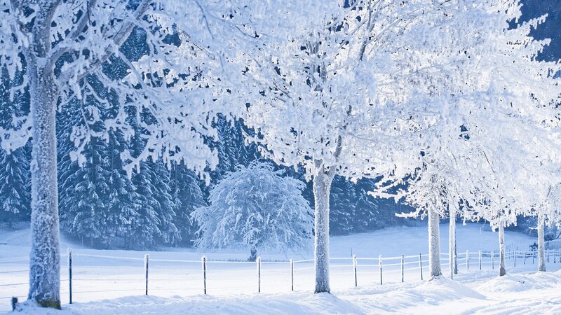 Frost-covered Trees in Snow — White, Serene, Winter, Photograph, Fence, Blue