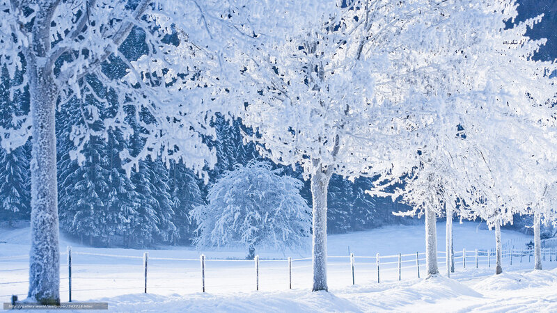 Frost-covered Trees in Snow — White, Serene, Winter, Photograph, Fence, Forest
