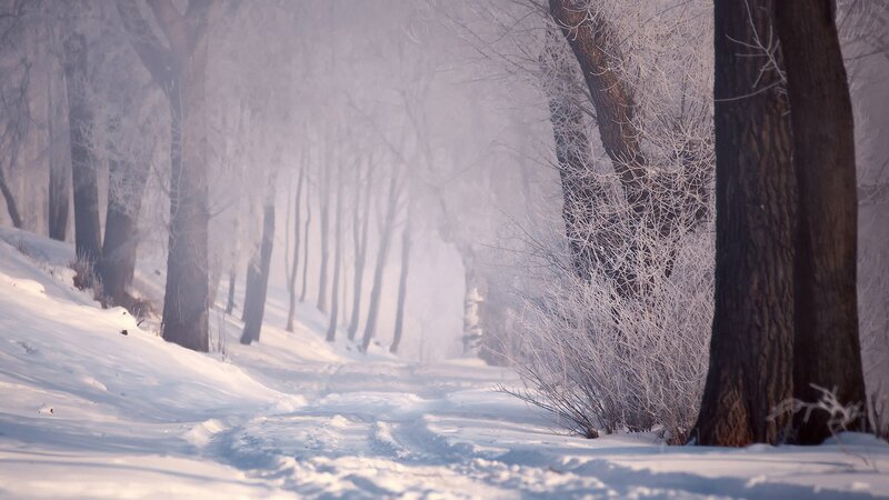 Frost-covered Trees in Snow — White, Serene, Winter, Photograph, Fog, Gray