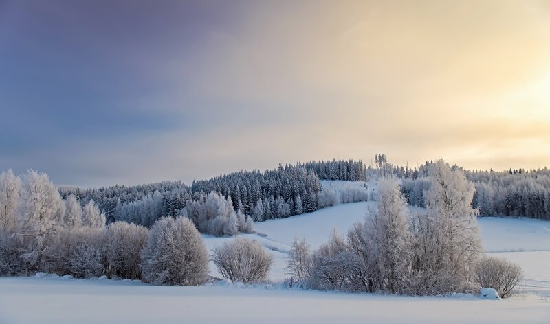 Frost-covered Trees in Snow — White, Serene, Winter, Photograph, Forest, Hills