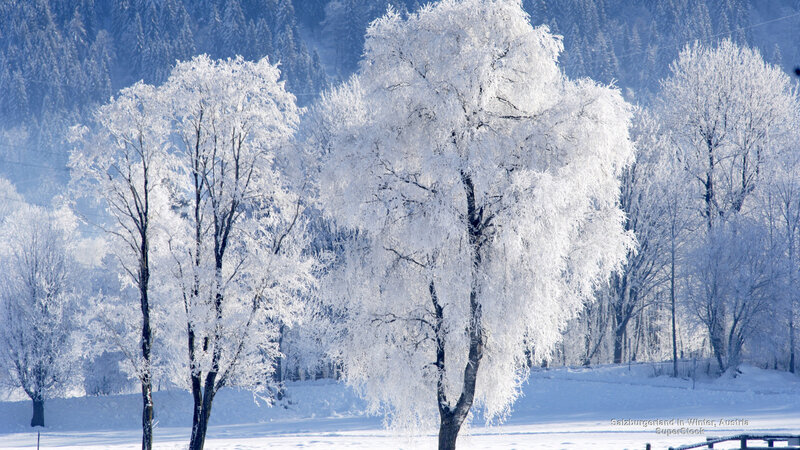 Frost-covered Trees in Snow — White, Serene, Winter, Photograph, Forest