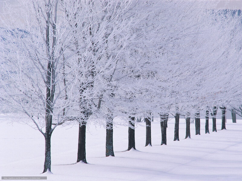 Frost-covered Trees in Snow — White, Serene, Winter, Photograph, Frost