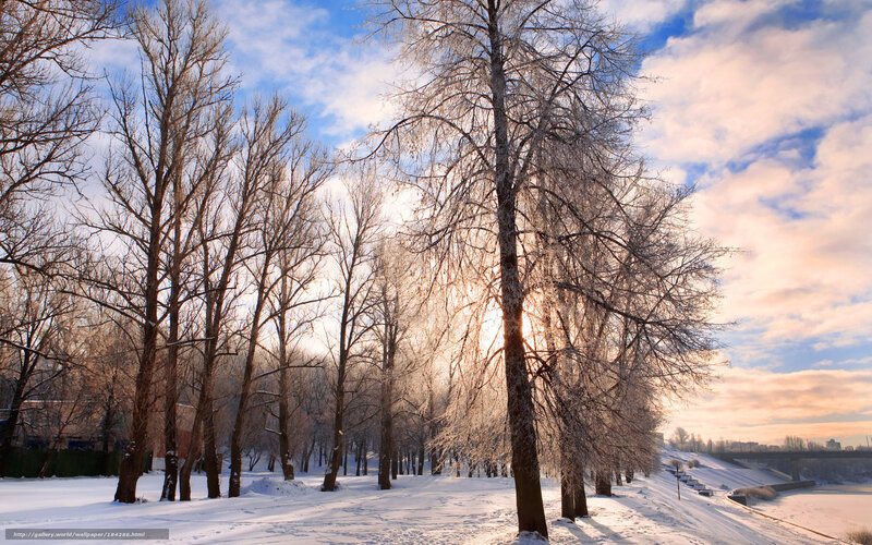 Frost-covered Trees in Snow — White, Serene, Winter, Photograph, River