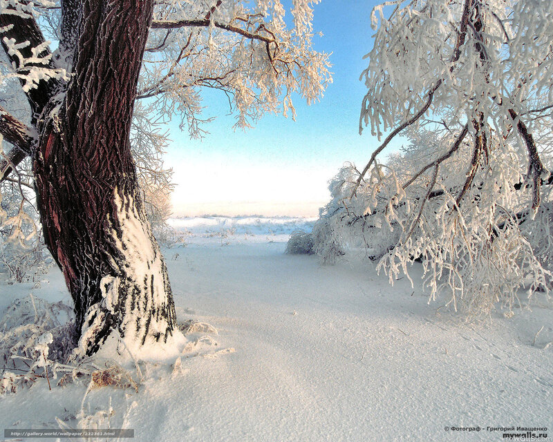 Frost-covered Trees in Snow — White, Serene, Winter, Photograph, Sky, Tree