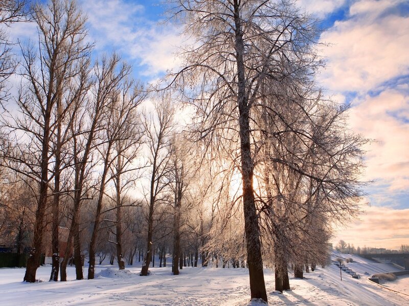 Frost-covered Trees in Snow — White, Serene, Winter, Photograph