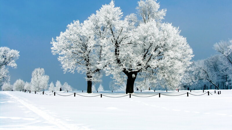 Frost-covered Trees in Snow — White, Serene, Winter