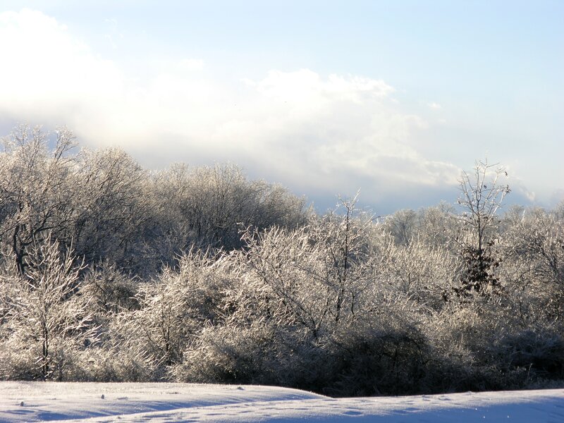 Frost-covered Trees in Snow — White