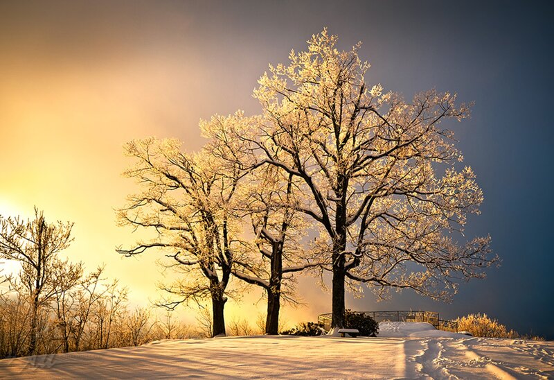 Frost-covered Trees in Snow — Yellow