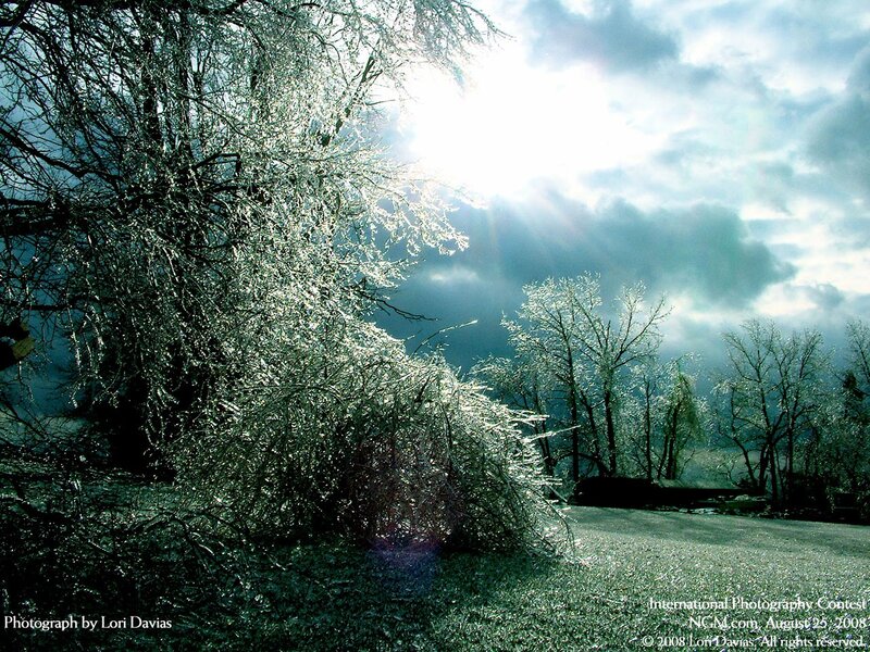 Frost-covered trees in sunlight