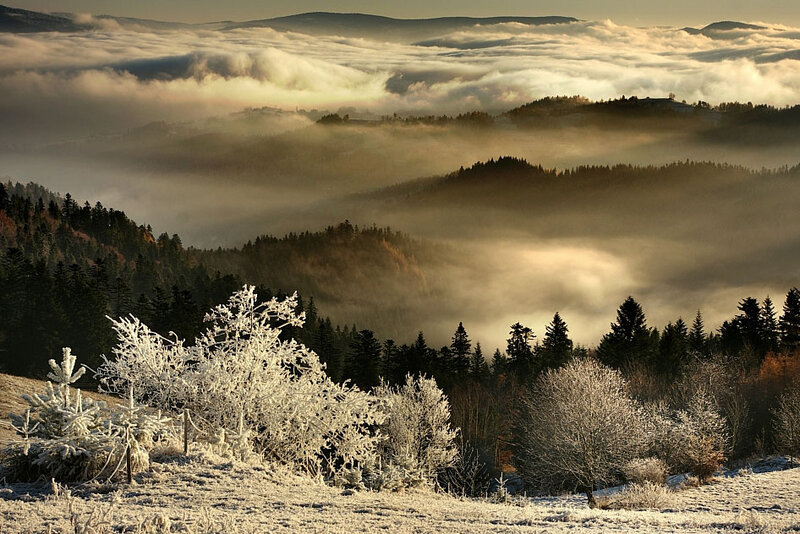 Frost-covered Trees in Valley
