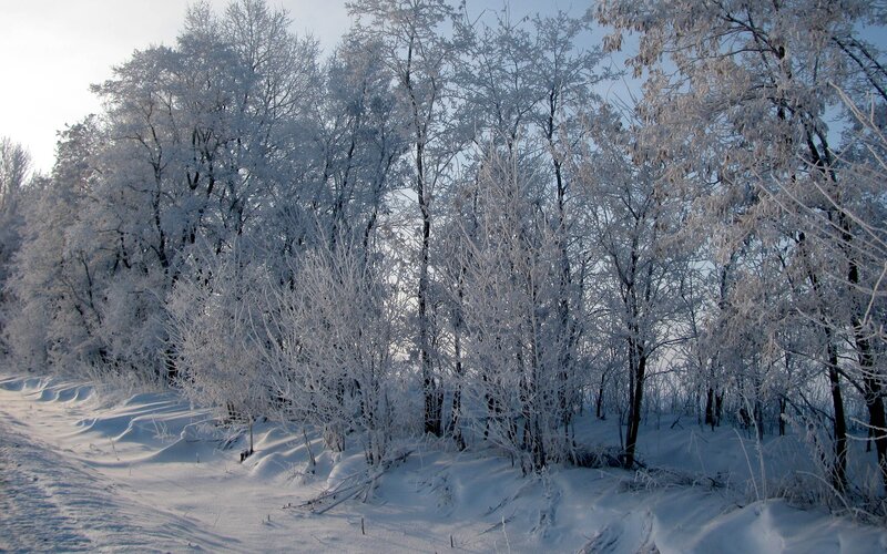 frost-covered trees in winter
