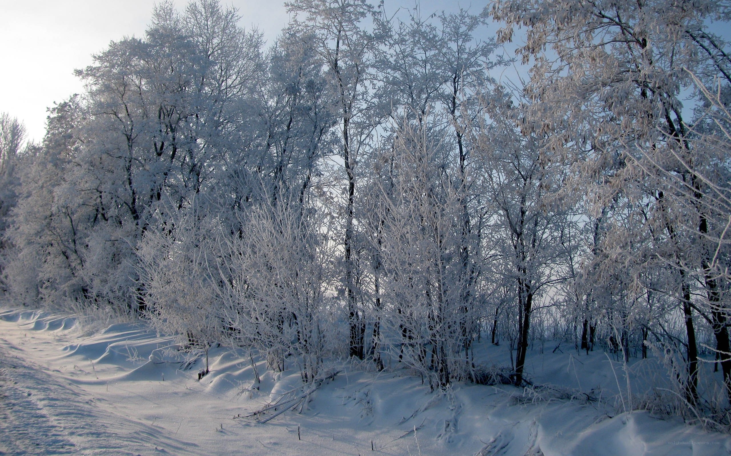 frost-covered trees in winter