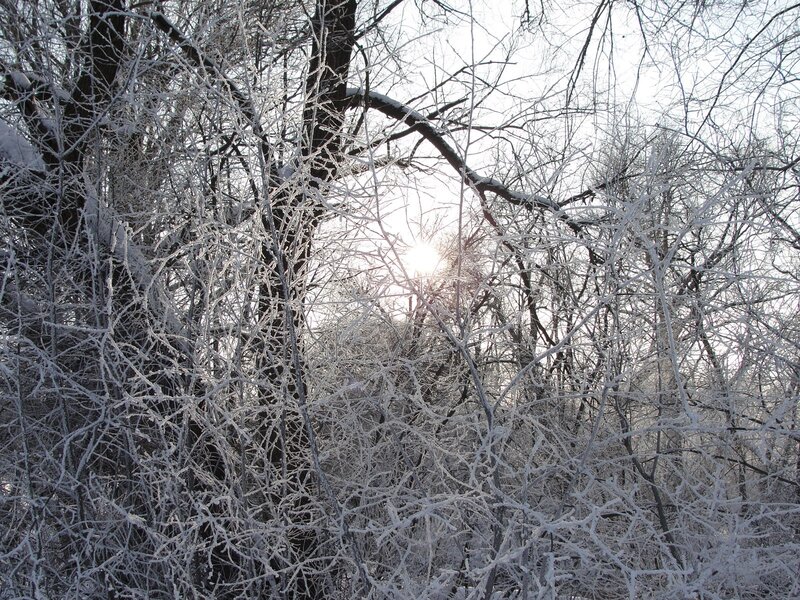 frost-covered trees in winter