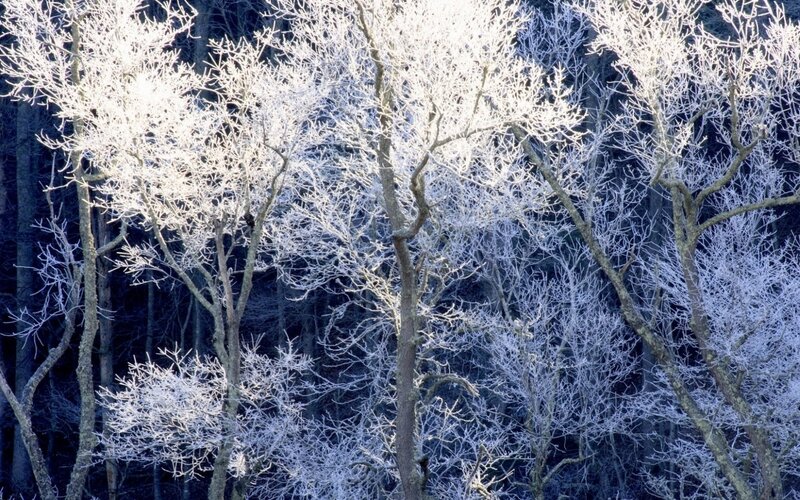 Frost-covered trees in winter