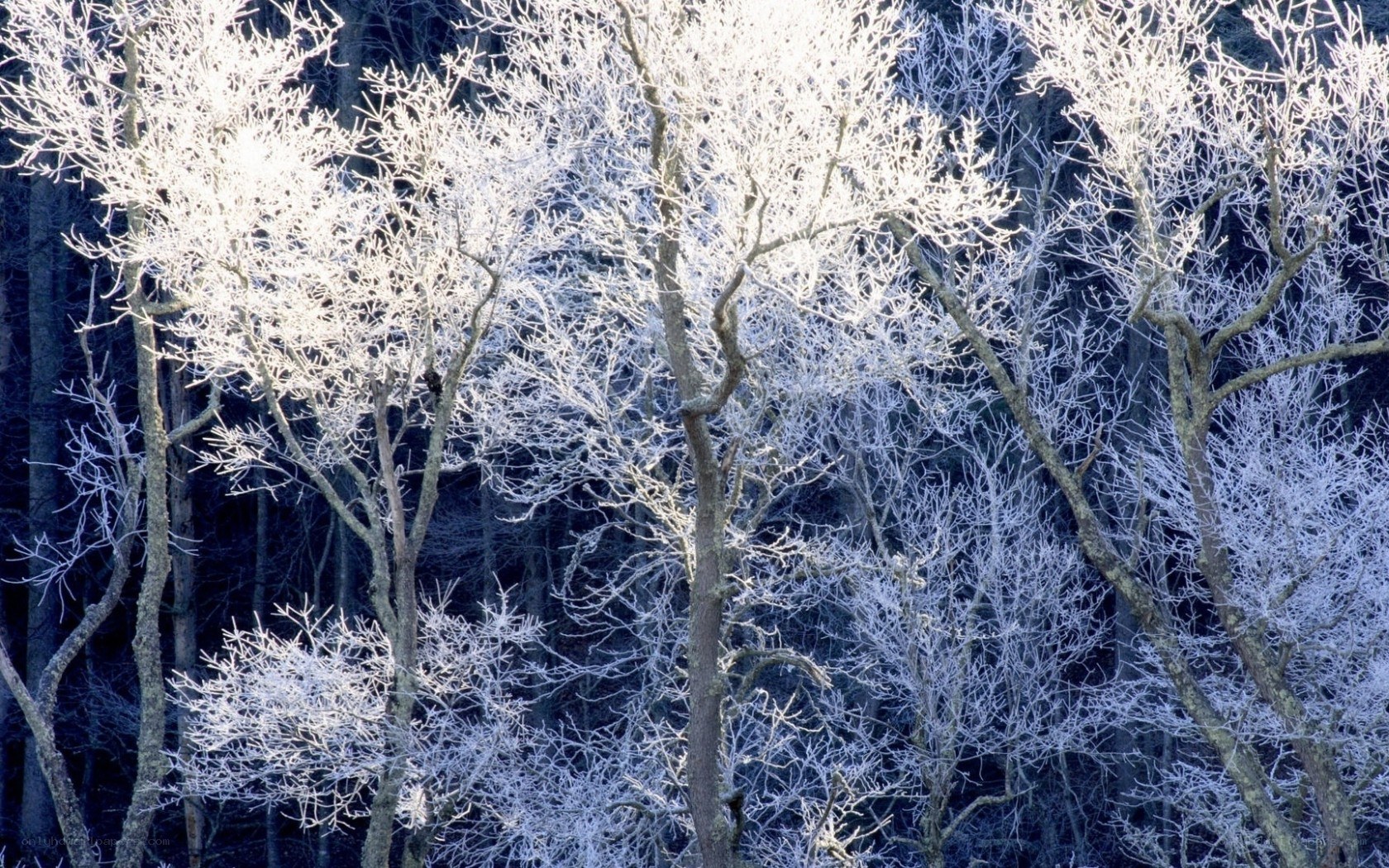 Frost-covered trees in winter