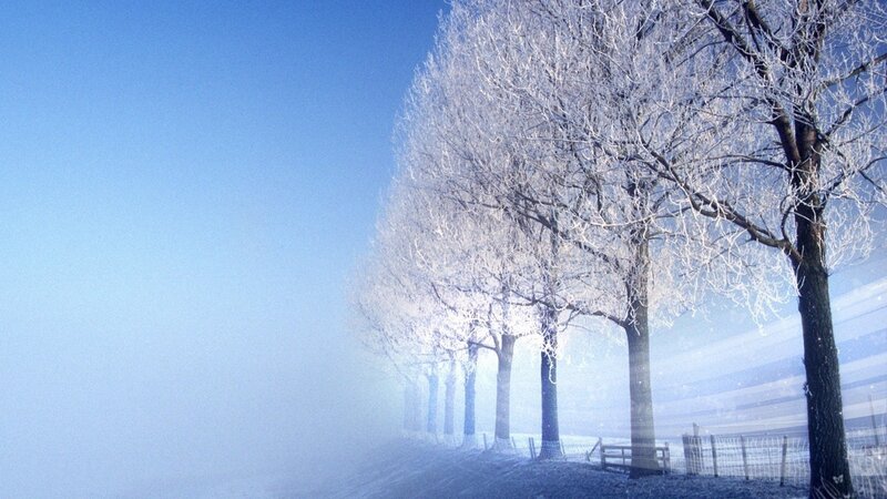 Frost-covered trees in winter