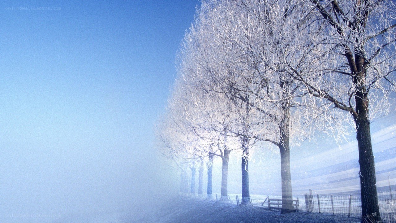 Frost-covered trees in winter