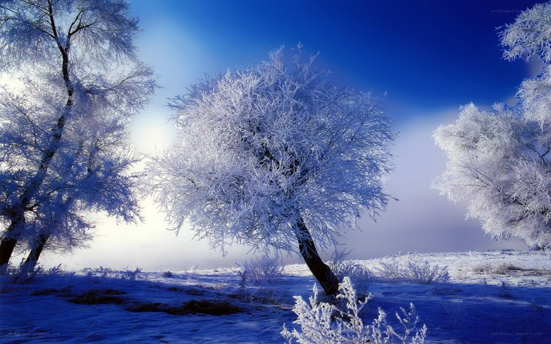 Frost-covered trees in winter