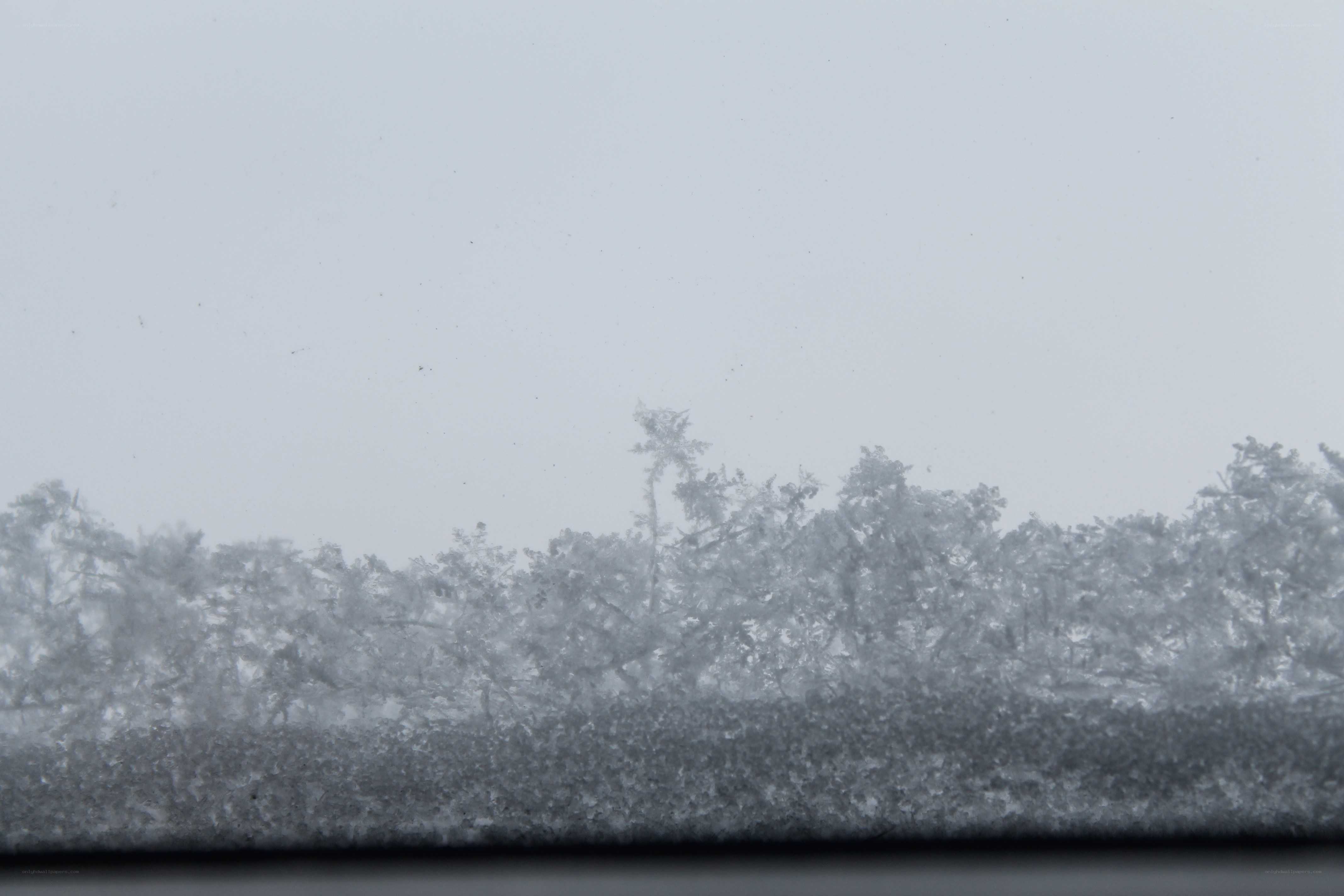 frost-covered trees in winter