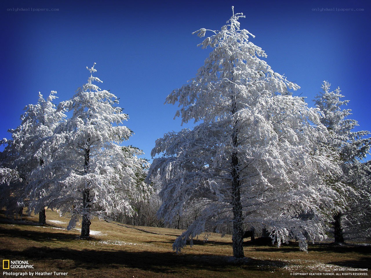 Frost-covered trees in winter