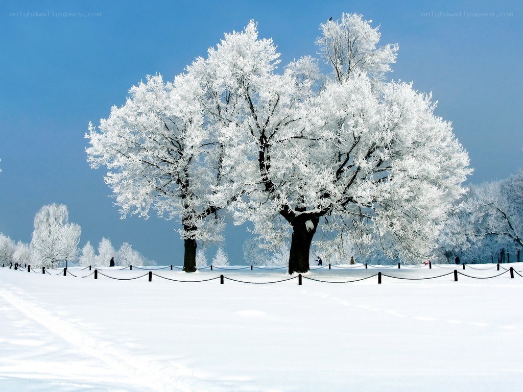 Frost-covered trees in winter